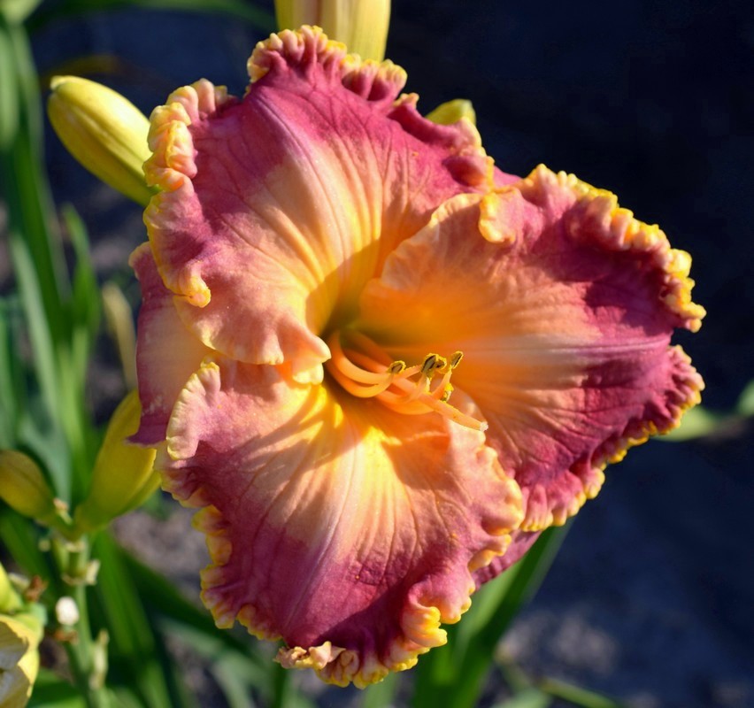 Tangerine Lace